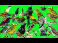 Download Lagu suara pikat semua jenis burung paling ampuh