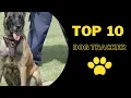 The Top 10 Tracker Dogs I Meet the 10 of the Best Tracker Dogs in Action