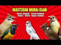 Lagu Masteran Murai Isian Kenari, Cungkok, Cililin, Cucak Jenggot, Kapas Tembak