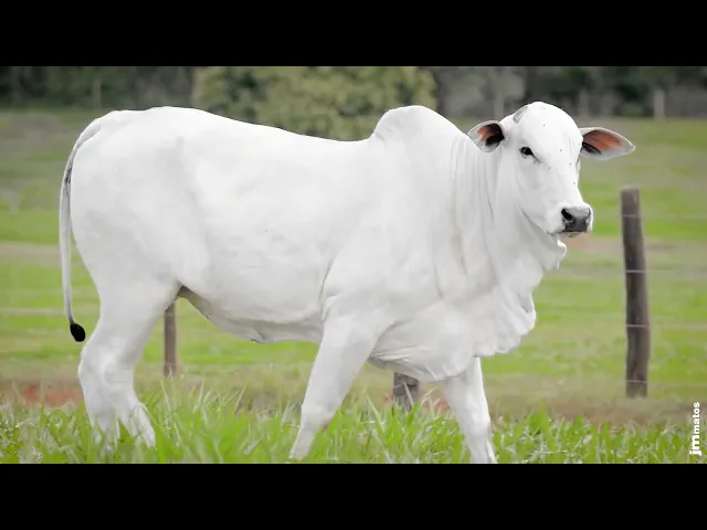 Novilha Nelore AFOM - 5473