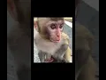 Download Lagu monkyface❤️💕🙉🙊 || monkyfamily🐒🐒🐵 || monkylove🐒❤️ #monkylifestyle #monkylovers #monkey #monpay
