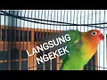 Download Lagu Pancingan Lovebird ngekek, pancingan Lovebird paud fighter penggoda Lovebird males bunyi