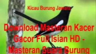 Download Download Masteran Kacer Gacor Full Isian HD - Masteran Suara Burung MP3