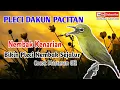 Lagu PLECI DAKUN PACITAN NEMBAK KENARI||BIKIN PLECI NEMBAK SEJALUR - COCOK MASTERAN G12