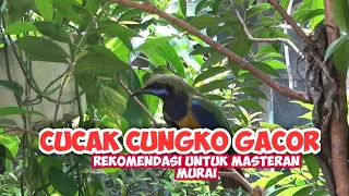 Download Cucak cungkok bird gacor speed meeting 100% really recommended for stone magpie masters MP3