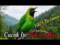 Download Lagu Pancingan masteran Suara Burung cucak ijo