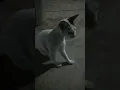 Download Lagu siputih lagi garuk garuk badannye#vlogfree #kalbar #short #kucing #cats #catsvirals