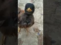Download Lagu suara jalak, suara burung jalak, nyanyian jalak, jalak lucu