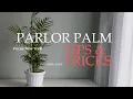 Parlor Palm Chamaedorea Elegans Tips and Tricks by Focus New York