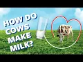 How Do Cows Make Milk Ask Organic Valley