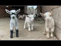 Download Lagu 24 Curious goat kids!