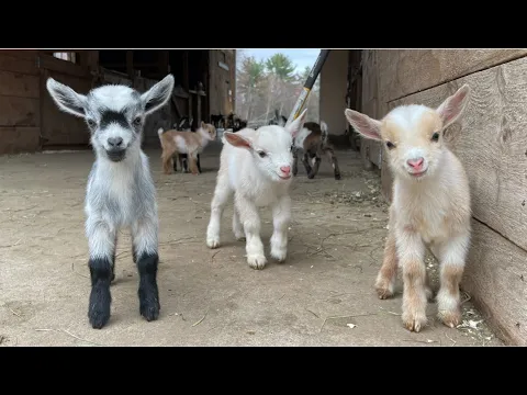 Download MP3 24 Curious goat kids!