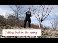 Download Lagu PRUNUNG FRUIT in the spring!