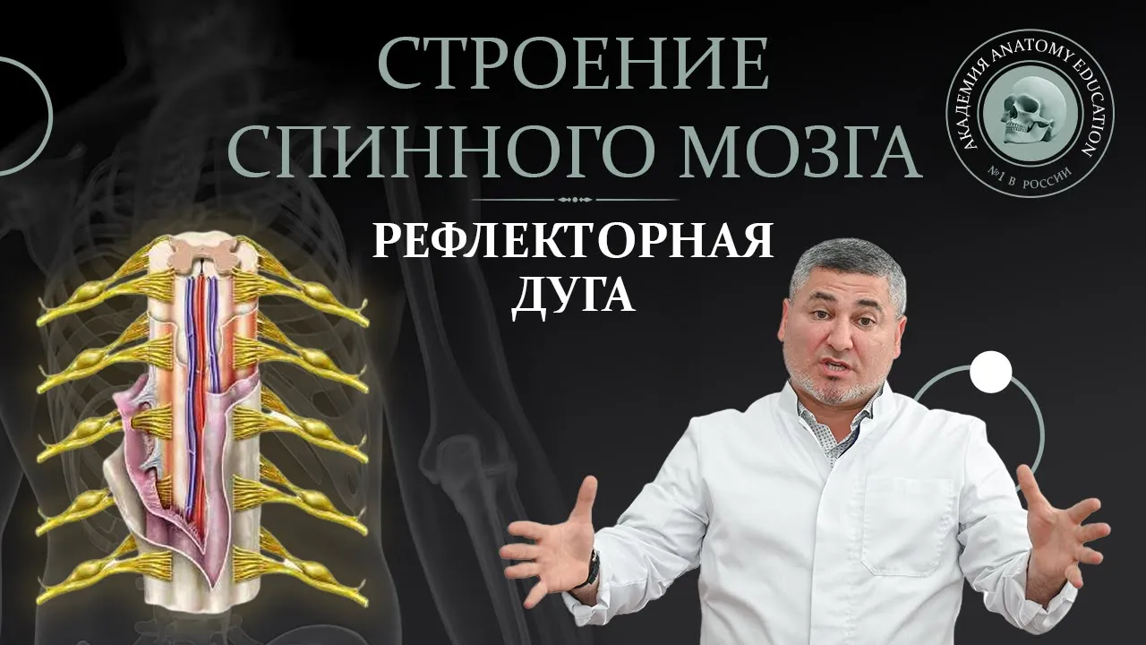 Спинной мозг. Строение. Рефлекторная дуга. Spinal cord structure