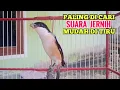 Download Lagu Suara Pancingan Cendet Gacor Paling Banyak Di Cari Suaranya Jernih Mudah Di Tirukan Cendet Manapun