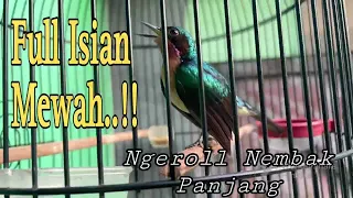 Download Kolibri wulung gacor ngeroll nembak panjang full isian mewah... MP3