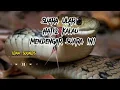 Download Lagu Suara Ular Kobra no copyright | Snake Sounds no copyright