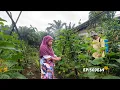 Lagu SUKA DAN DUKA HIDUP BERKEBUN SAYUR DI KAMPUNG 