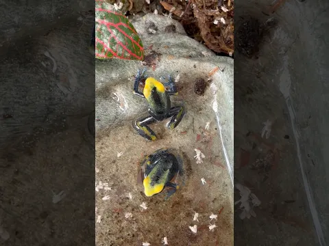 Alimento para mis Ranitas 🐸🪰 #quiubolereptileros #ranas #tinctorius #tumucumaque #drosophila