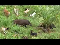 Download Lagu PENGHUNI KEBUN SAWIT INI KELUAR DAN MELUK41 ANJ1NG ||AMAZING WILD BOAR HUNTING||