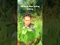 Download Lagu manfaat daun anting anting@daunliar-m5s #daunliar