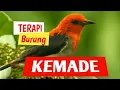 Download Lagu Terapi burung kemade,cabean|Suara burung kemade liar | burung dialam liar