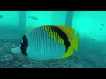 Download Lagu Snorkeling in Likuliku Lagoon Malolo Fiji