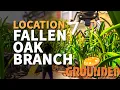 Fallen Oak Branch Grounded Location