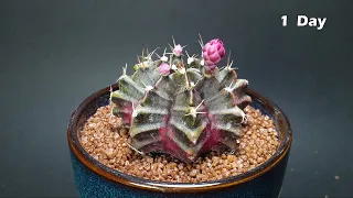 Onion and Cactus Flowering - Time lapse