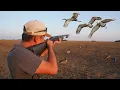 Download Lagu Jacht op kraanvogels VANG SCHONE KOOK! (Ribeye Of The Sky)