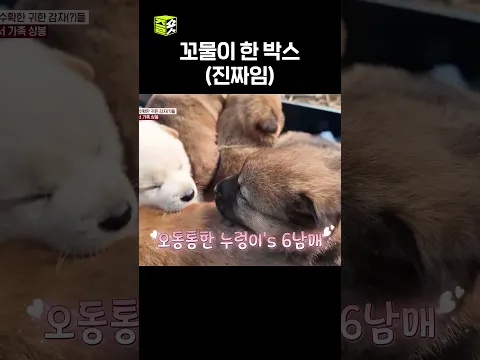 꼬물이 한 박스 배달이요~ #달리 #DALI #TV동물농장 #shorts