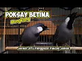 Lagu POHO BETINA / POKSAY HONGKONG BETINA Panggil- Panggil Poksay Hongkong JANTAN #poksayhongkongbetina