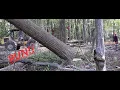 Tree Falling Compilation TIMBER