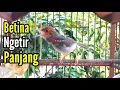 PRENJAK BETINA | MASTERAN PRENJAK BETINA Ngetir Panjang istimewa suara jernih | 