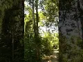 Download Lagu Dengarkan Bunyi Suara Binatang Hutan Hujan Tertua di Bumi,  Kalimantan,  diantara Pohon Besi/Belian