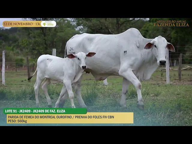 Matriz Nelore JK-2409