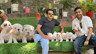 Rare White Bulldog Puppies in Jaipur😱