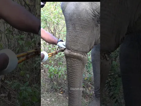 A snare nearly killed this elephant’s trunk… then heroes stepped in #heartwarming #natureheros