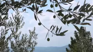 هوى الوديان وديع الصافي 