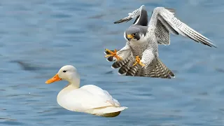 شاهد الشاهين  أسرع كائن على الأرض الصاروخ الحي وهو يقوم بصيد فرائسه مشهد لا يصدق دندنها