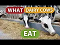 WHAT DAIRY COWS EAT