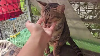 Đại Ca không muốn cho Nhị Ca cái chuồng