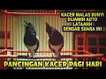 PANCINGAN KACER MALAS BUNYI DIJAMIN LANGSUNG LATAH NYAUT DENGAR SUARA KACER INI