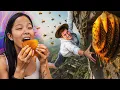 Download Lagu Пробуем ЗАПРЕЩЕННЫЙ мёд диких пчел-УБИЙЦ! Опасный Непал