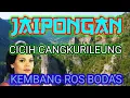 Download Lagu Jaipongan  Kembang ROS Bodas  Cicih CangkuRilEung