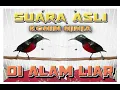 Download Lagu Suara Asli Ngalas Konin Ninja di Alam Liar