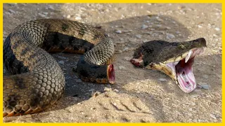 Unbelievable ! 4 Animals That Keep Moving Minutes After Death..!