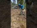 104$ an hour planting trees