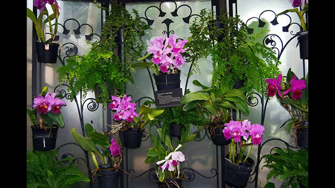COMO CUIDAR DE ORQUÍDEAS PHALAENOPSIS1