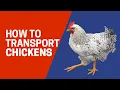 How to transport chickens Cackle Hatchery